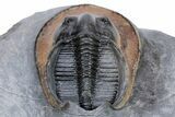 Harpes (Scotoharpes) Trilobite With Orange Head Shield #222429-1